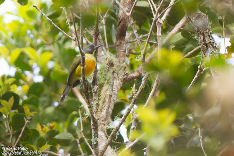 Apo Sunbird male adult