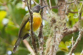 Apo Sunbird