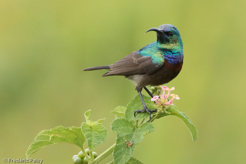 Orange-tufted Sunbirdadult