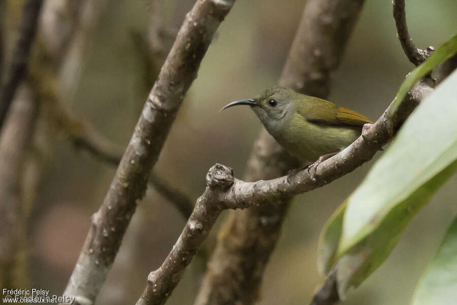 Mrs. Gould's Sunbird female adult, close-up portrait