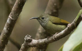 Mrs. Gould's Sunbird