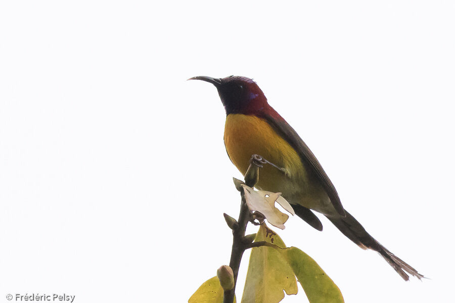 Mrs. Gould's Sunbird male