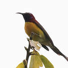 Souimanga de Gould