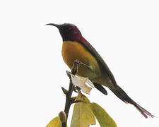 Mrs. Gould's Sunbird