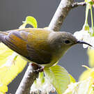 Souimanga de Gould