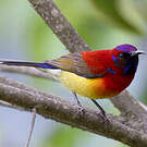 Souimanga de Gould