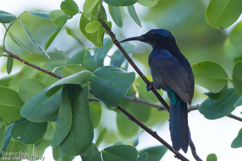 Copper-throated Sunbird male adult