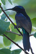 Copper-throated Sunbird