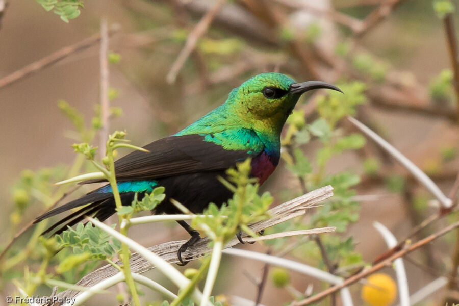 Marico Sunbird male adult