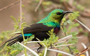 Marico Sunbird