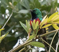 Neergaard's Sunbird