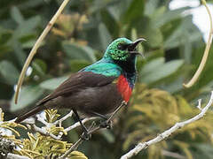 Neergaard's Sunbird