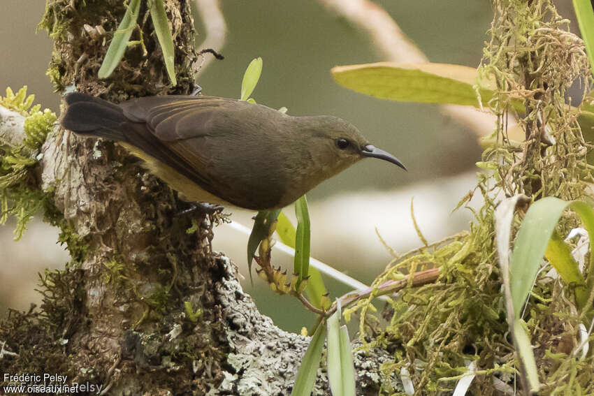 Northern Double-collared Sunbird female adult, pigmentation