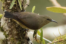 Northern Double-collared Sunbird