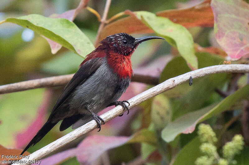 Vigors's Sunbird male, identification
