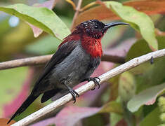 Vigors's Sunbird