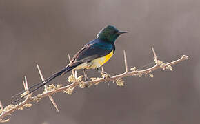 Nile Valley Sunbird