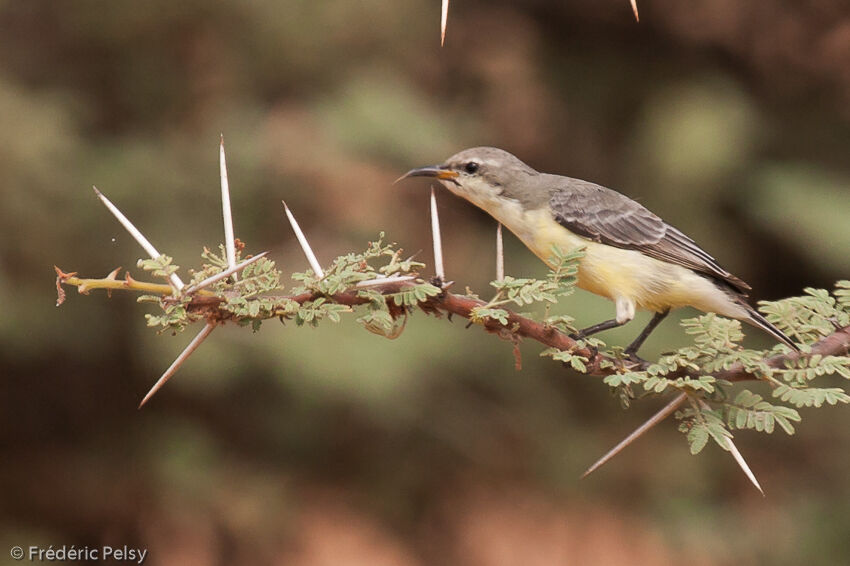 Nile Valley Sunbird female