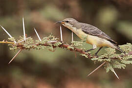 Nile Valley Sunbird