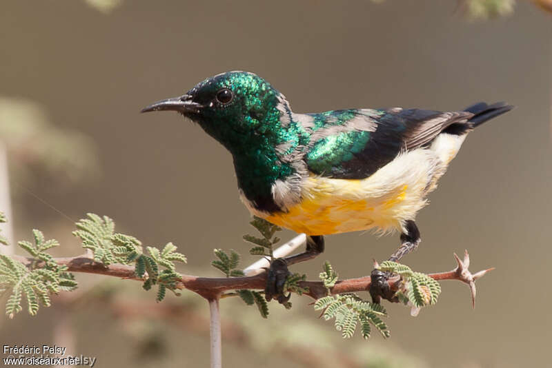 Nile Valley Sunbird male adult transition, identification