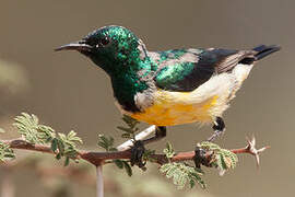 Nile Valley Sunbird