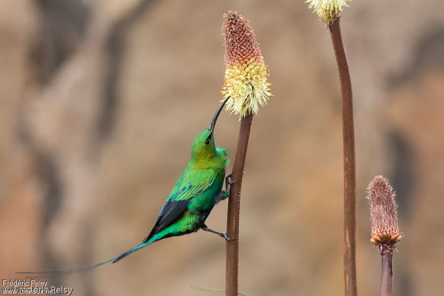 Malachite Sunbird male adult breeding, eats