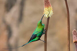 Malachite Sunbird