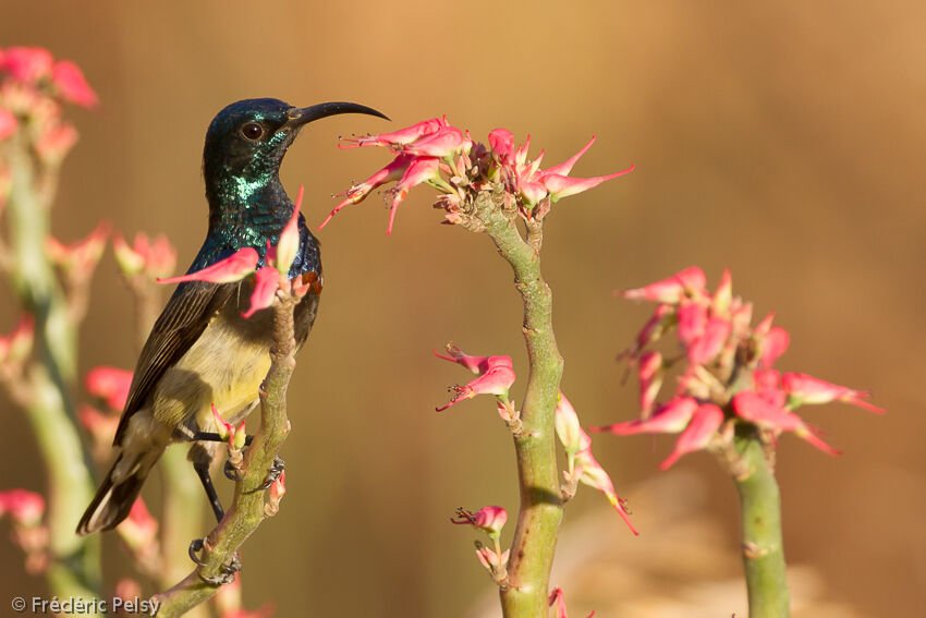 Souimanga Sunbird male adult