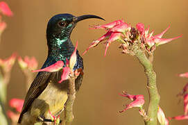 Souimanga Sunbird