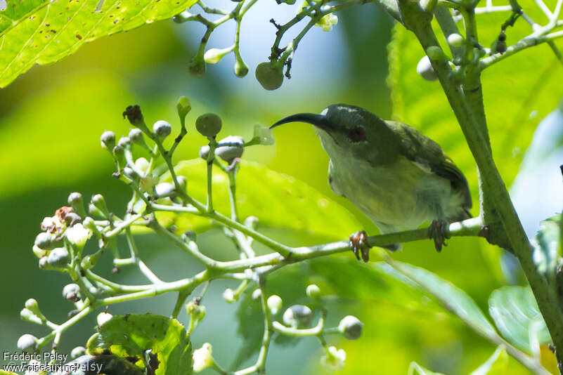 Metallic-winged Sunbird female adult