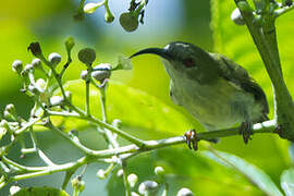 Metallic-winged Sunbird