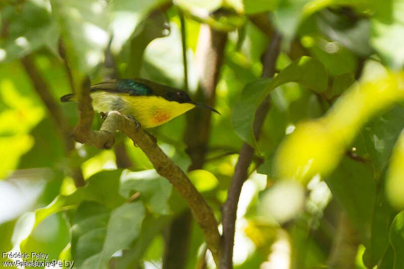 Souimanga montagnard mâle adulte