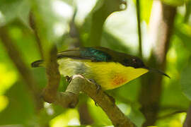 Metallic-winged Sunbird