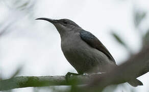 Grey Sunbird