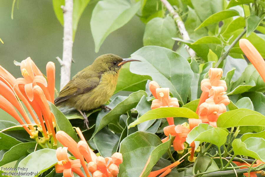 Olive Sunbirdjuvenile, identification