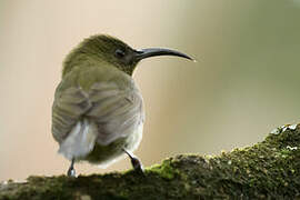 Olive Sunbird