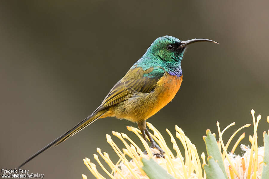 Orange-breasted Sunbird male adult, close-up portrait