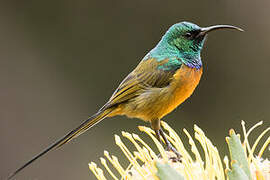 Orange-breasted Sunbird