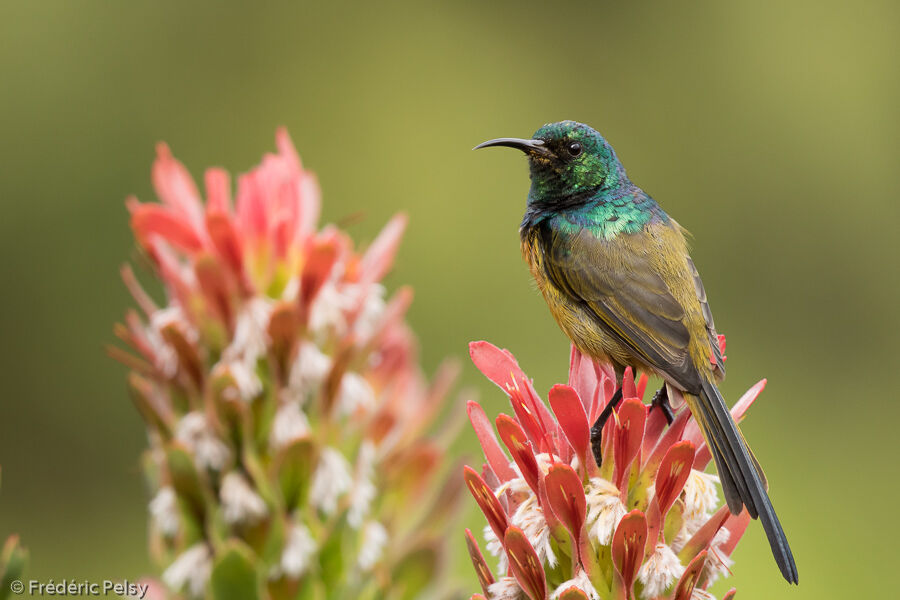 Orange-breasted Sunbird male adult