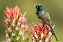 Orange-breasted Sunbird