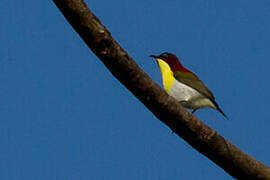 Handsome Sunbird