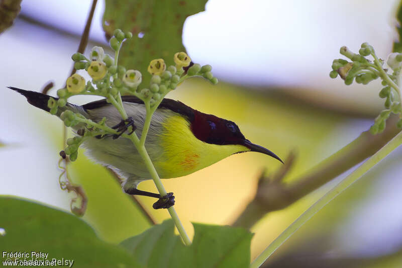 Handsome Sunbird, identification