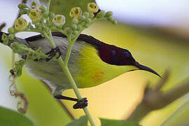 Handsome Sunbird