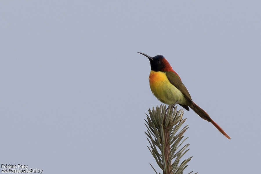 Fire-tailed Sunbird male adult, identification