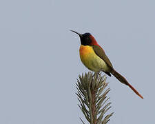 Fire-tailed Sunbird