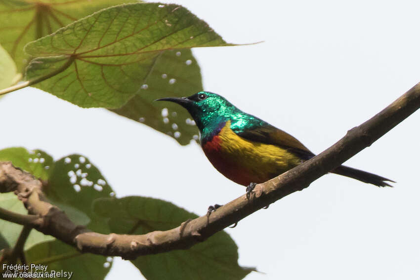 Regal Sunbird male adult, close-up portrait, pigmentation