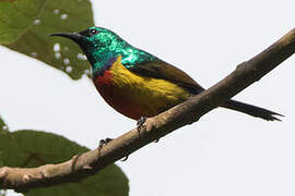 Regal Sunbird