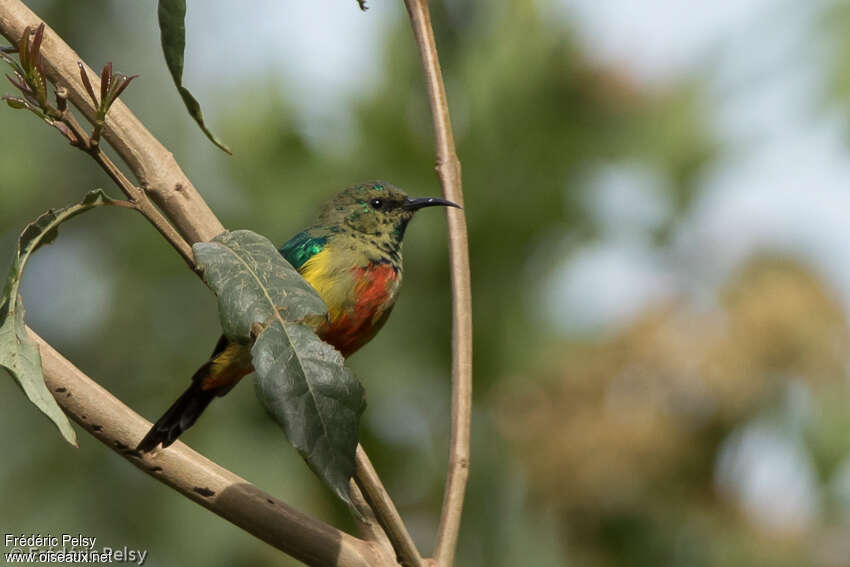 Regal Sunbird male adult transition, identification