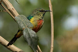 Regal Sunbird