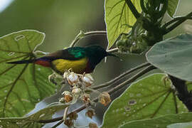 Regal Sunbird